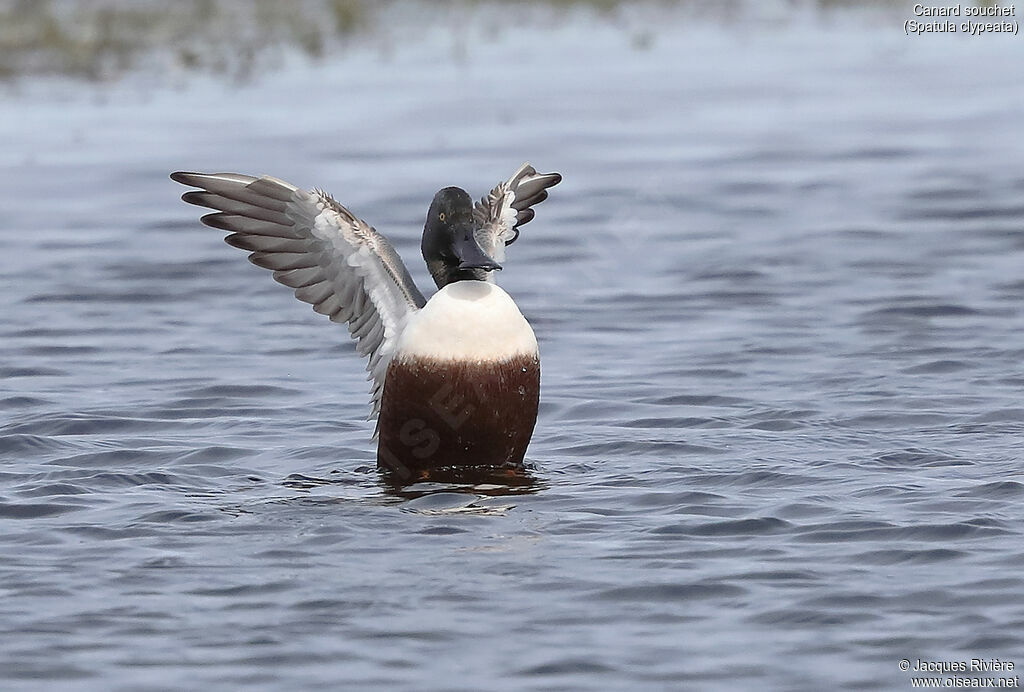 Northern Shoveler male adult breeding, identification, swimming, courting display