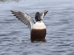 Northern Shoveler