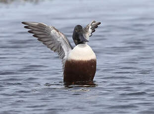 Canard souchet