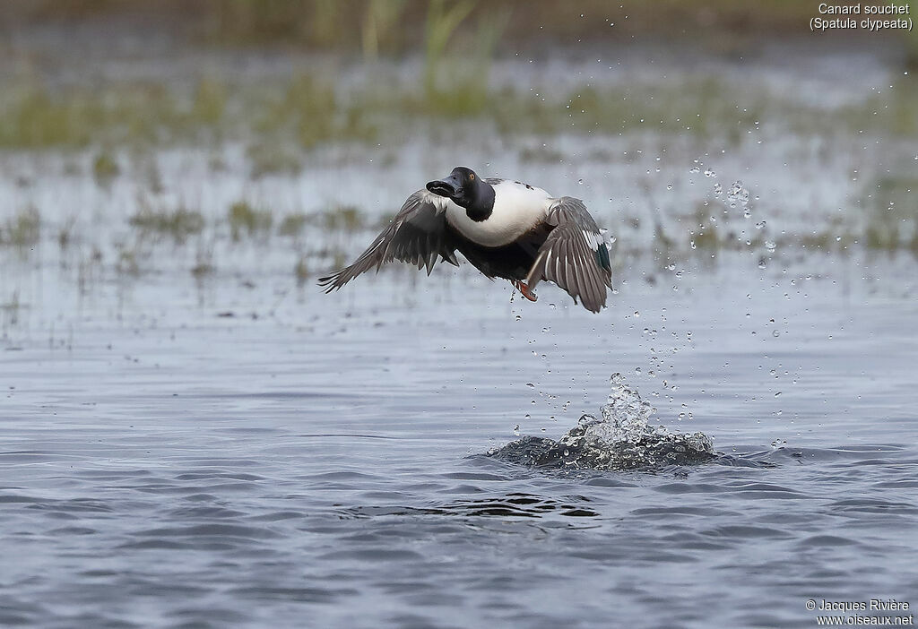 Northern Shoveler male adult breeding, Flight