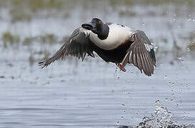 Northern Shoveler