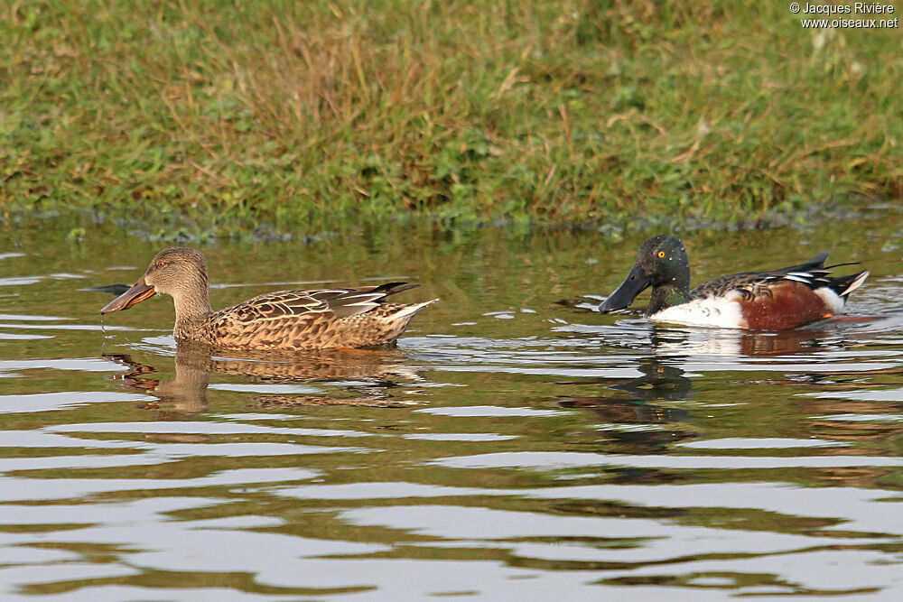 Canard souchet adulte nuptial