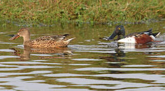 Canard souchet