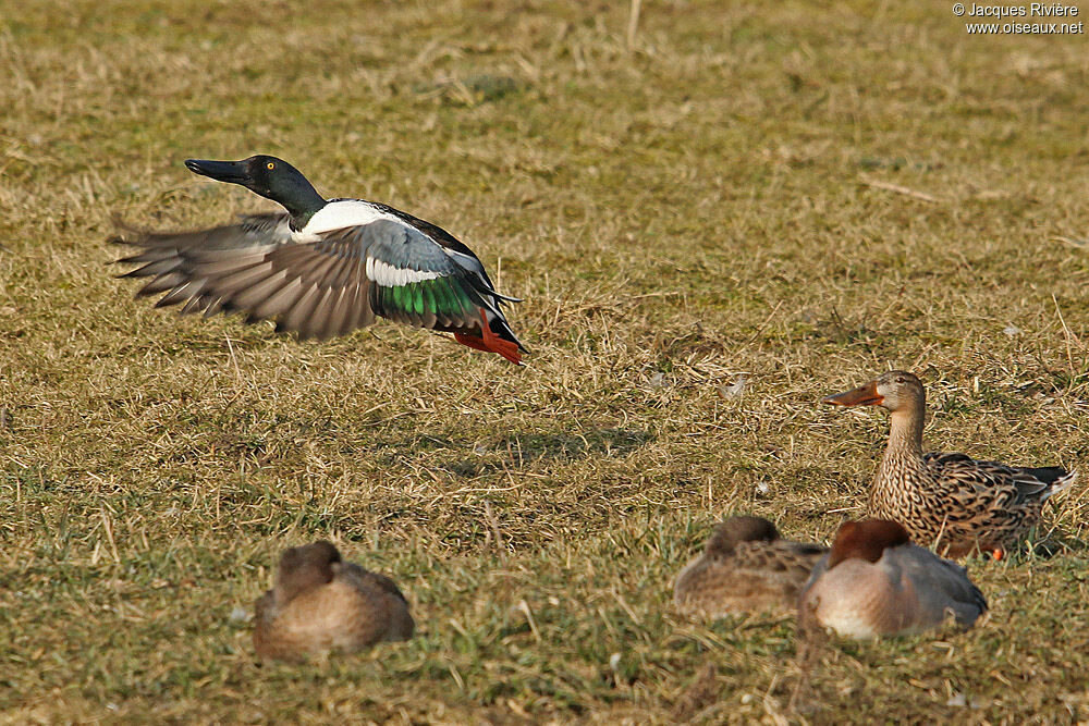 Northern Shoveler adult breeding