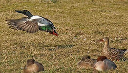 Canard souchet