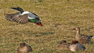 Northern Shoveler