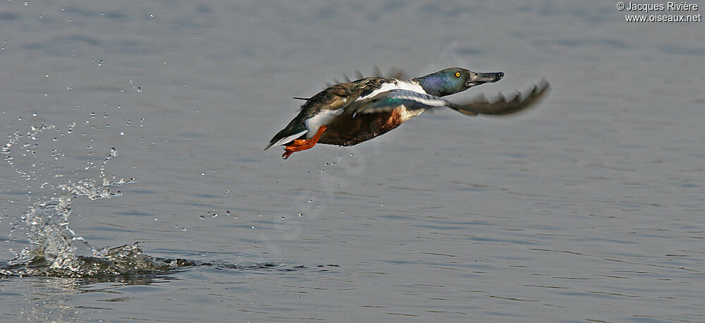 Canard souchet mâle adulte nuptial, Vol