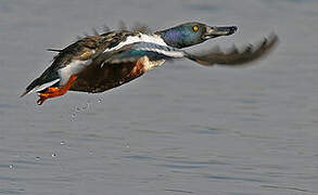 Northern Shoveler