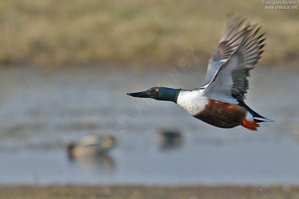 Northern Shoveler male adult breeding, Flight