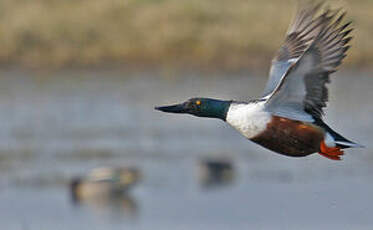 Canard souchet