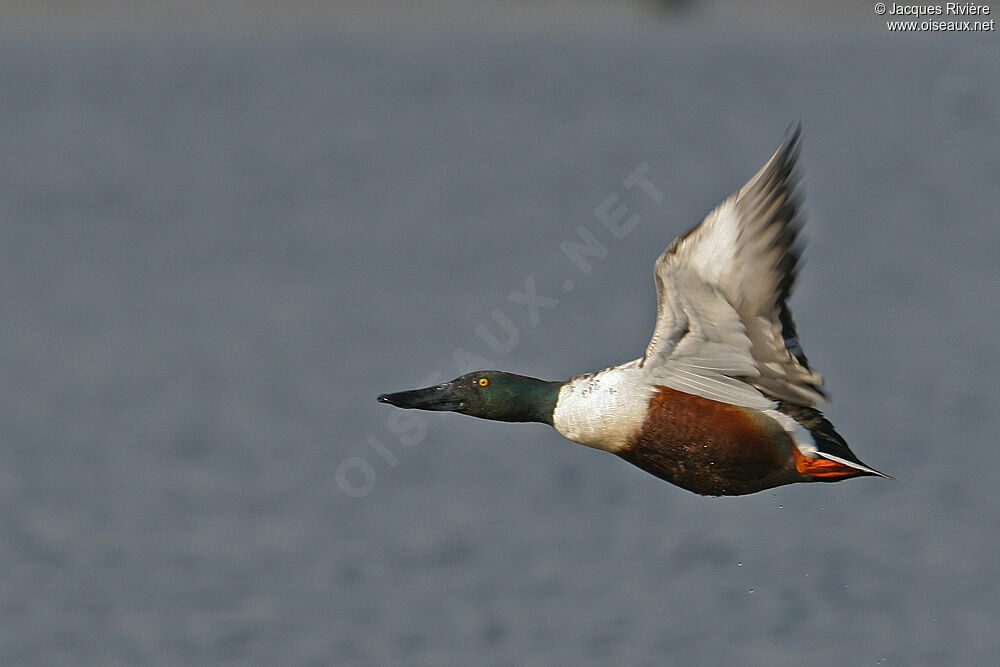 Northern Shoveler male adult breeding, Flight