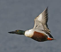 Northern Shoveler