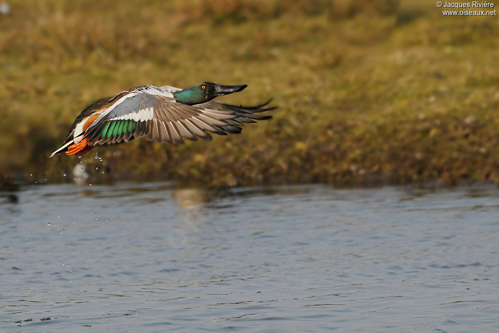 Canard souchet mâle adulte nuptial