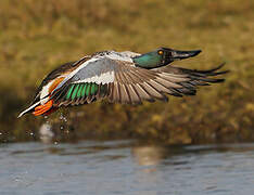 Northern Shoveler