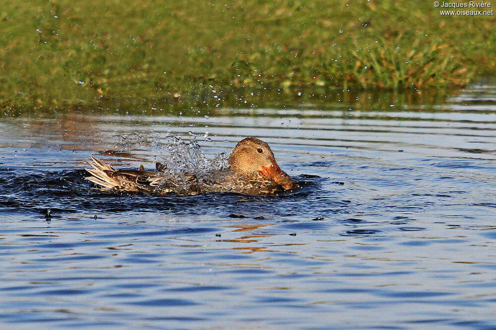 Northern Shoveler female adult breeding, Behaviour