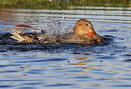 Canard souchet