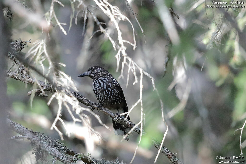 Spotted Nutcrackeradult breeding, identification