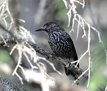 Spotted Nutcracker