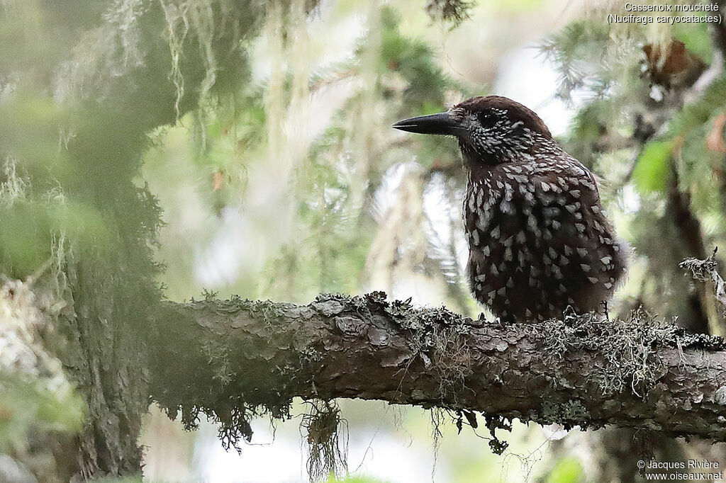 Spotted Nutcrackeradult breeding, identification