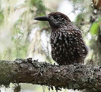 Spotted Nutcracker