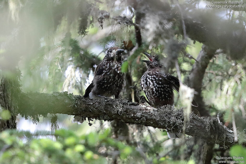 Spotted Nutcracker, identification, Reproduction-nesting