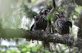 Spotted Nutcracker