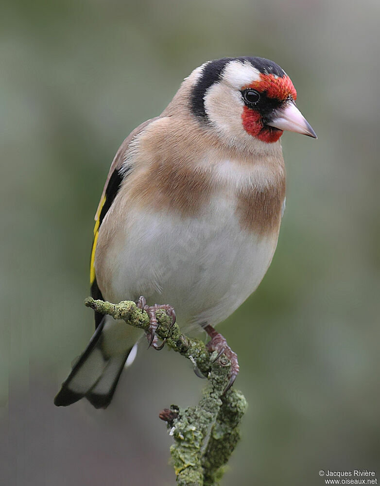 European Goldfinchadult post breeding