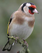 European Goldfinch