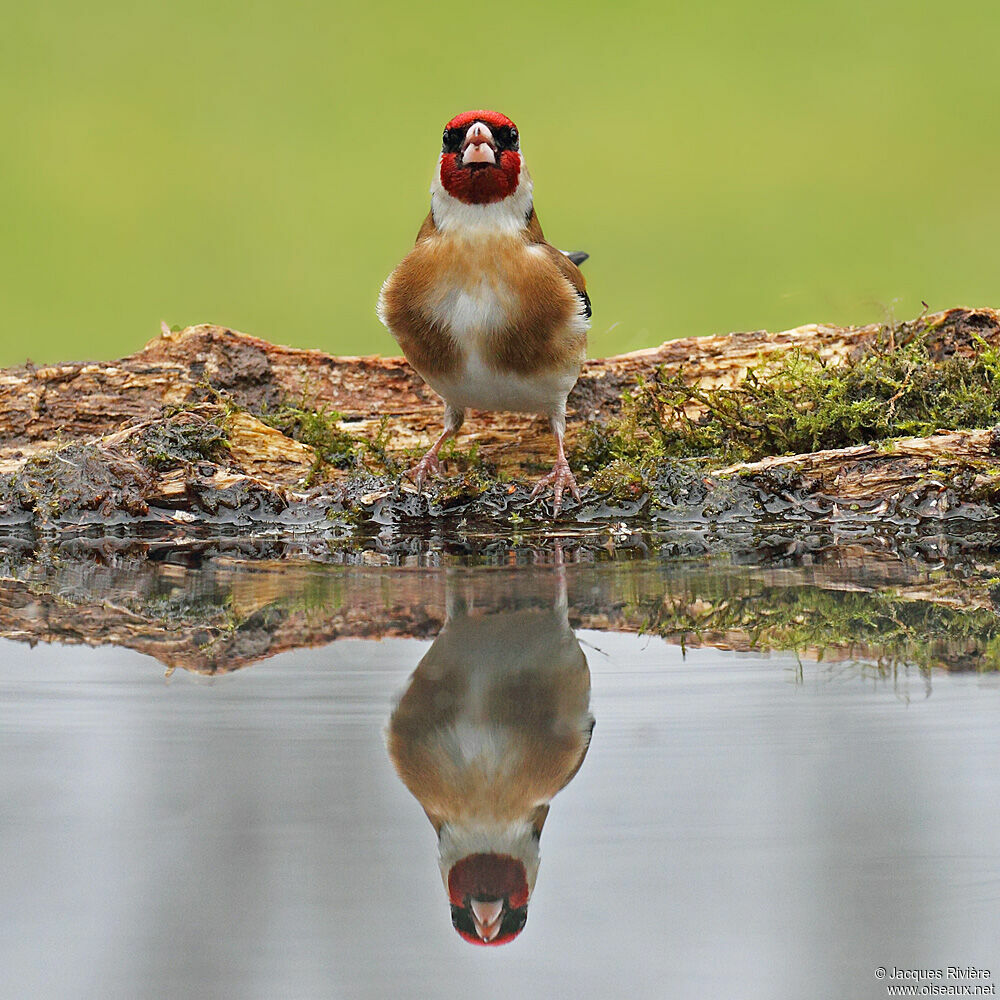 European Goldfinchadult post breeding