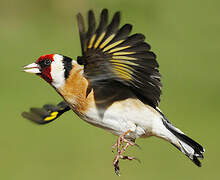 European Goldfinch