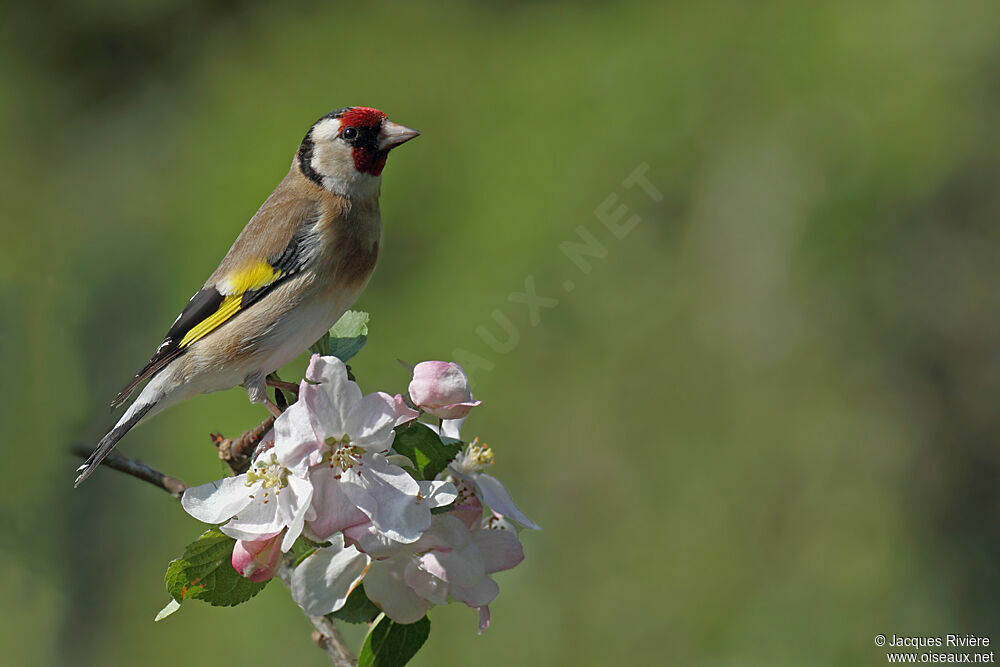 European Goldfinch male adult breeding