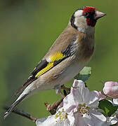 European Goldfinch