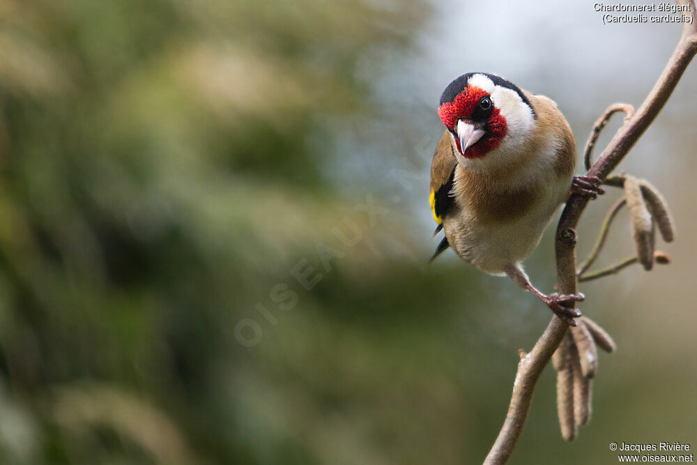 European Goldfinch male adult, identification