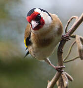 European Goldfinch