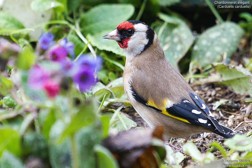 Chardonneret élégant femelle, identification, mange