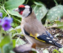 European Goldfinch