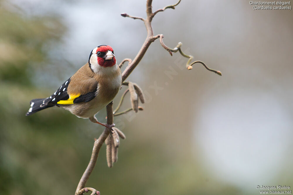 European Goldfinch male adult, identification