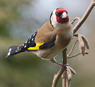 European Goldfinch