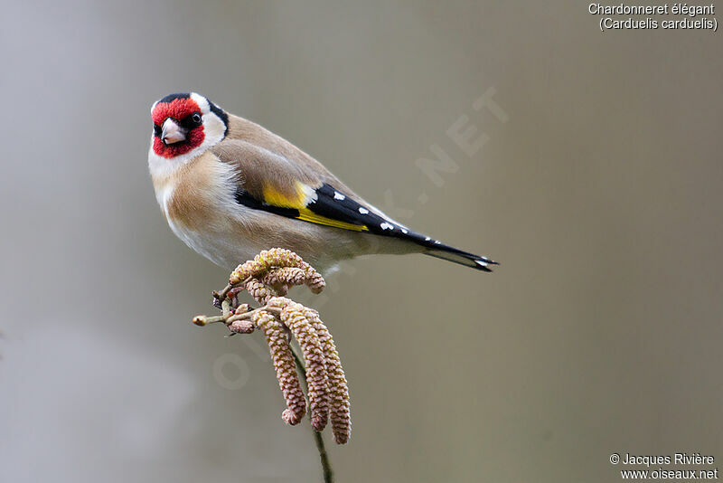 European Goldfinch male adult, identification