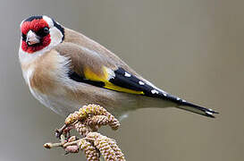 European Goldfinch