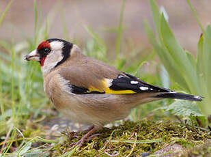 Chardonneret élégant