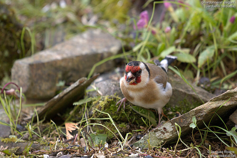 Chardonneret élégant femelle adulte, identification, mange