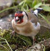 European Goldfinch