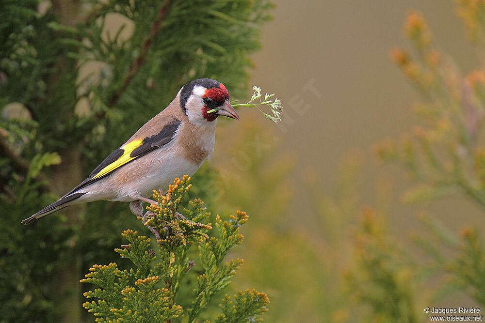 European Goldfinch female adult breeding, Reproduction-nesting