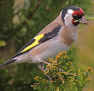 European Goldfinch