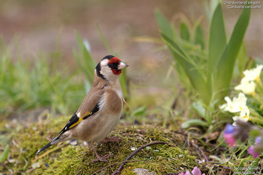 European Goldfinch female adult, identification