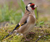 European Goldfinch