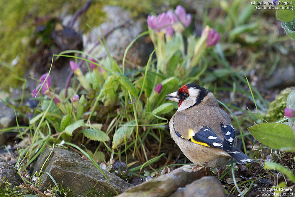 European Goldfinch female adult, identification, eats