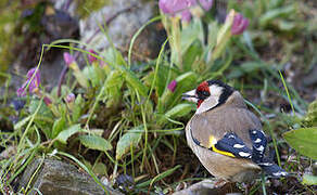 European Goldfinch