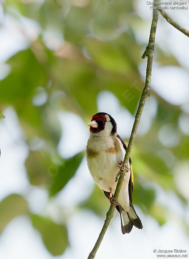 Chardonneret élégant mâle adulte nuptial, identification